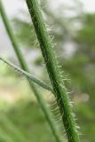 Aster alpinus. Часть побега. Архангельская обл., Холмогорский р-н, окр. пос. Усть-Пинега, вблизи обрывистого берега р. Пинега. 20.07.2013.