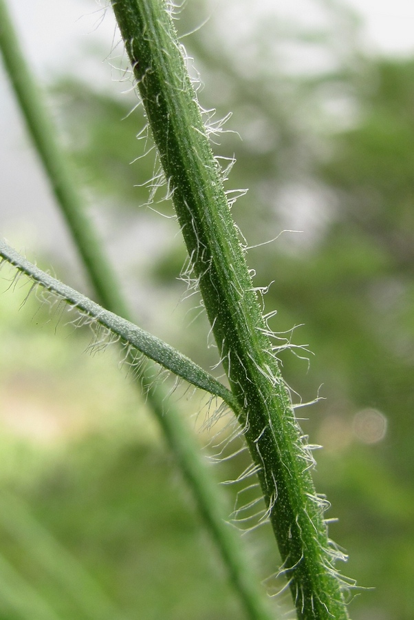 Изображение особи Aster alpinus.