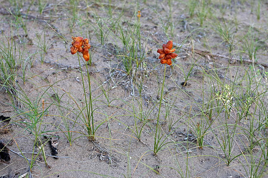 Image of Carex physodes specimen.