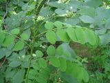 Amorpha fruticosa