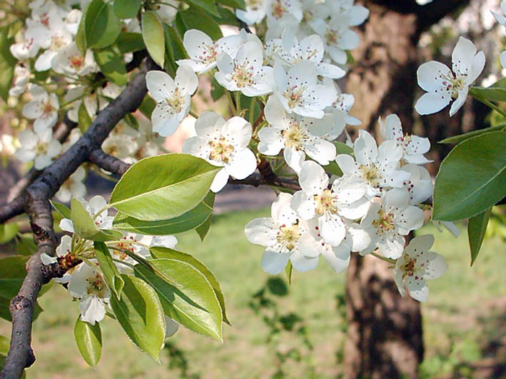 Изображение особи Pyrus communis.