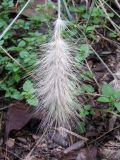 Pennisetum villosum. Соплодие. Украина, г. Запорожье, Запорожский детский ботанический сад. 06.11.2013.