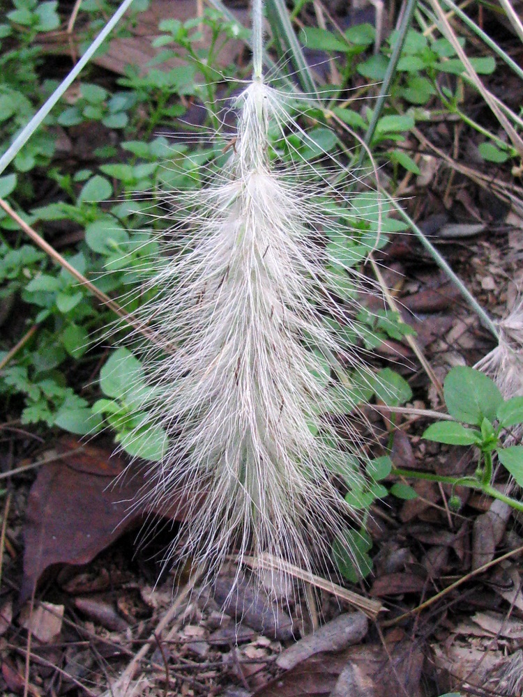 Изображение особи Pennisetum villosum.