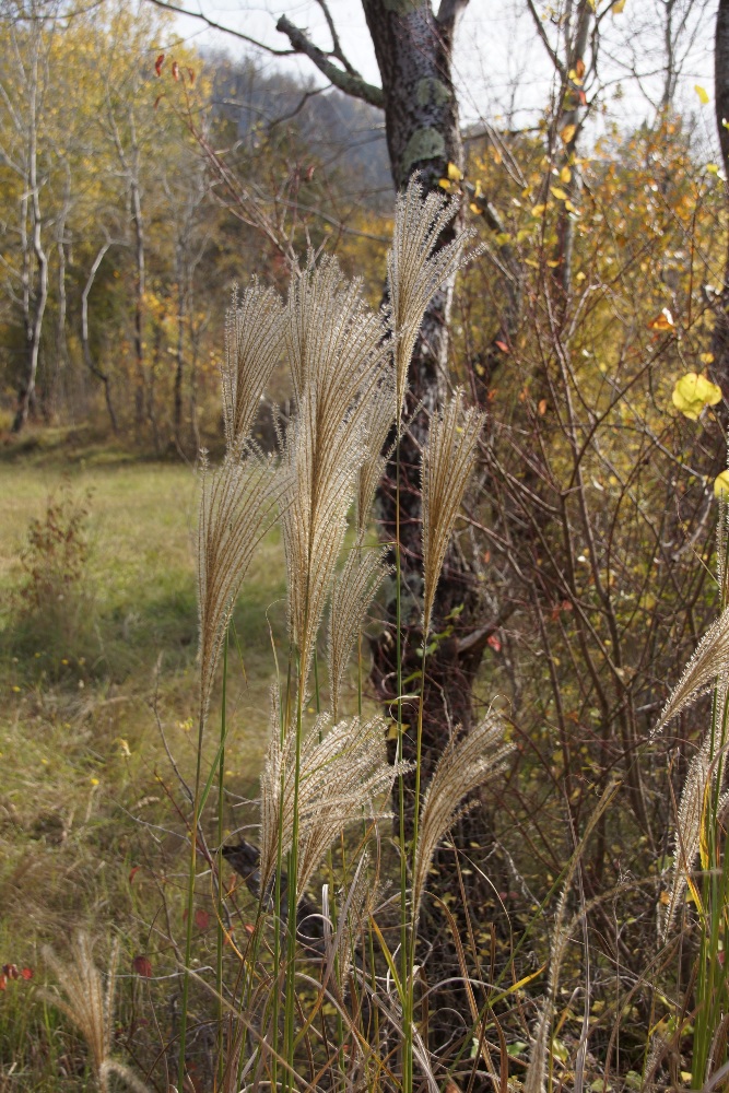 Изображение особи Miscanthus sinensis.