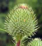 Cirsium vulgare. Распускающееся соцветие. Подмосковье, окр. г. Одинцово, опушка смешанного леса. Июль 2013 г.