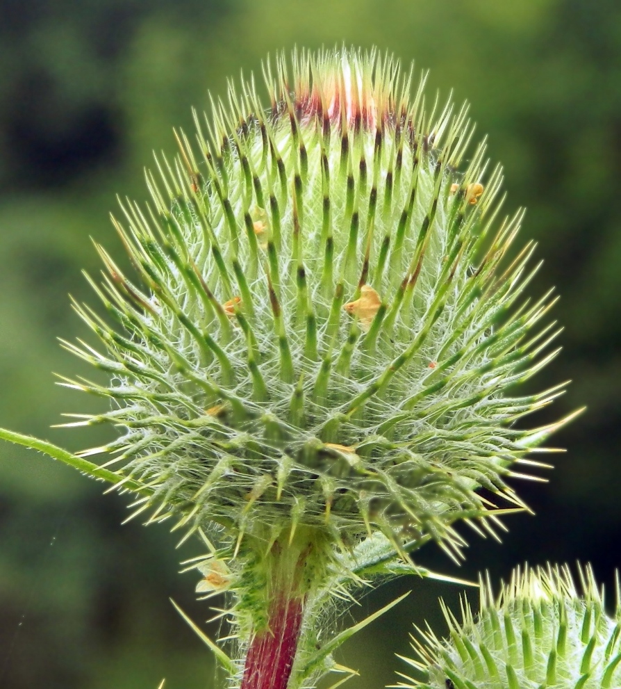 Image of Cirsium vulgare specimen.