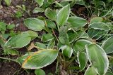 genus Hosta. Вегетирующее растение. Германия, г. Дюссельдорф, Ботанический сад университета. 14.08.2013.