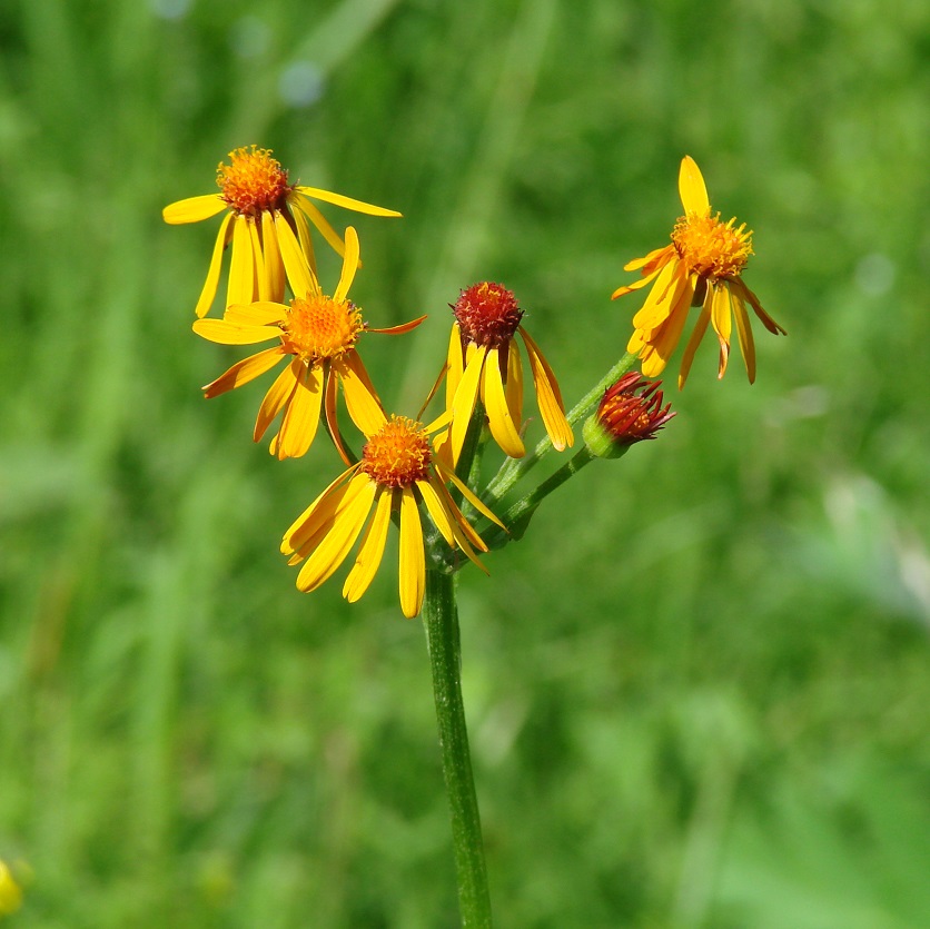 Изображение особи Tephroseris porphyrantha.