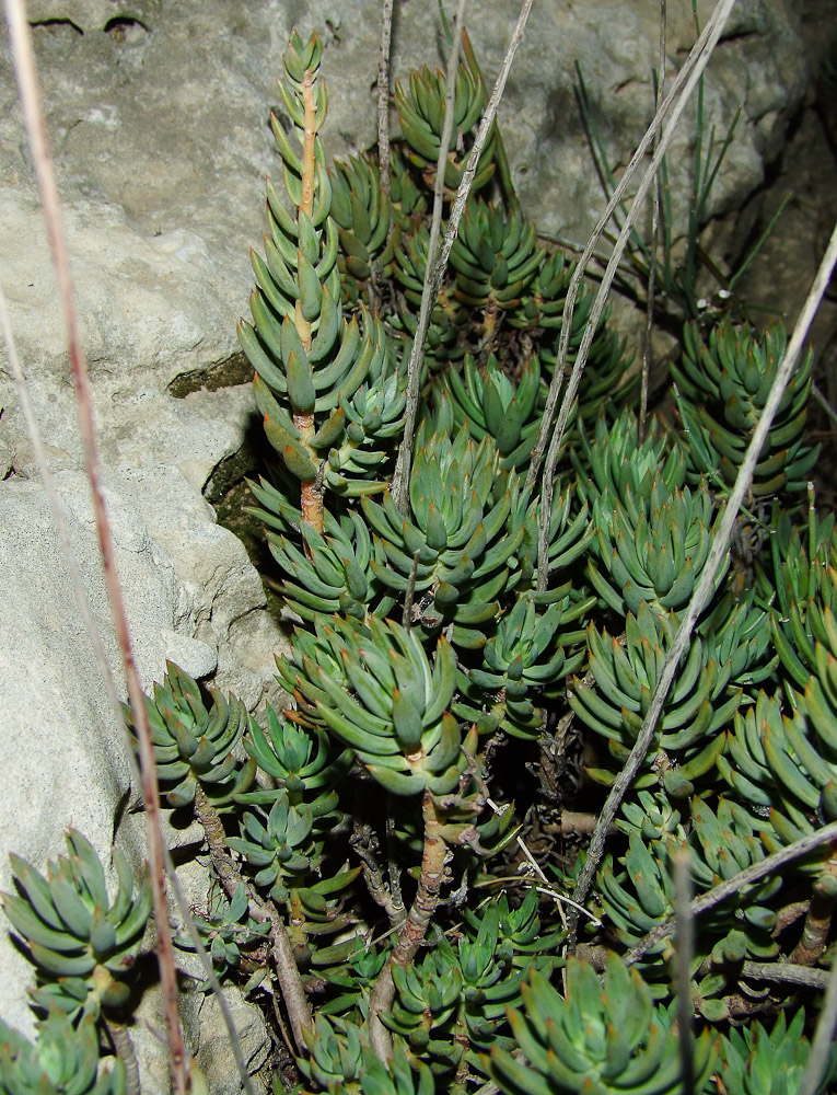 Image of Sedum sediforme specimen.