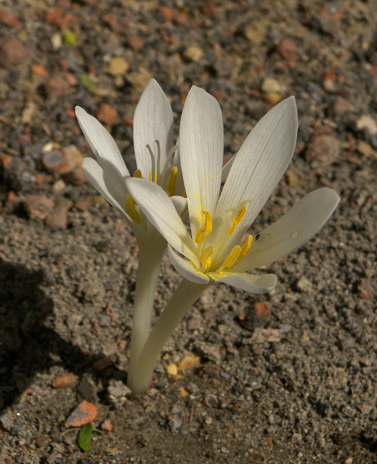 Image of Colchicum kotschyi specimen.