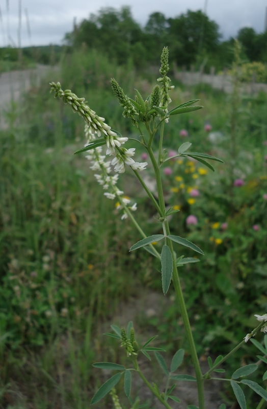 Image of Melilotus albus specimen.