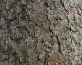 Picea abies. Кора в средней части ствола взрослого дерева. Германия, г. Bad Lippspringe, Kurwald. 31.01.2014.