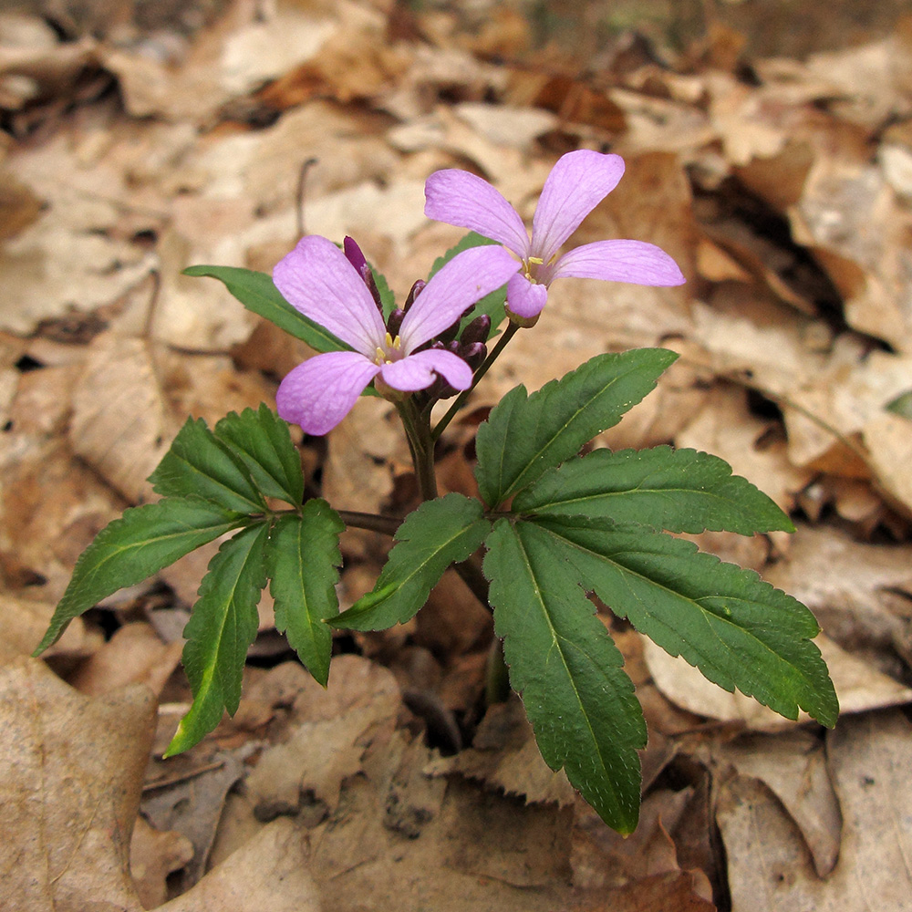 Изображение особи Cardamine quinquefolia.