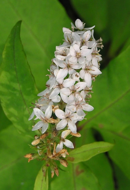 Image of Lysimachia clethroides specimen.