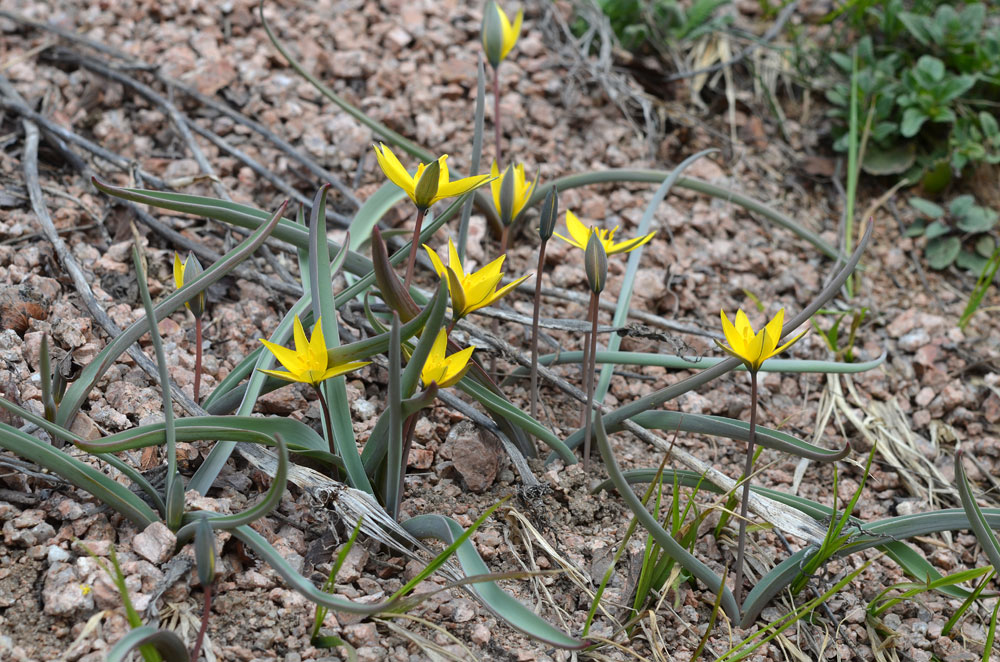 Изображение особи Tulipa dasystemon.