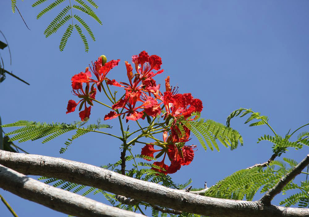 Изображение особи Delonix regia.