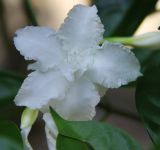 genus Tabernaemontana