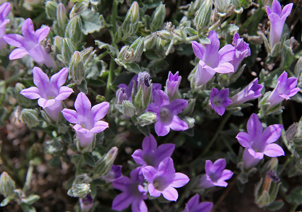 Image of Campanula anchusiflora specimen.