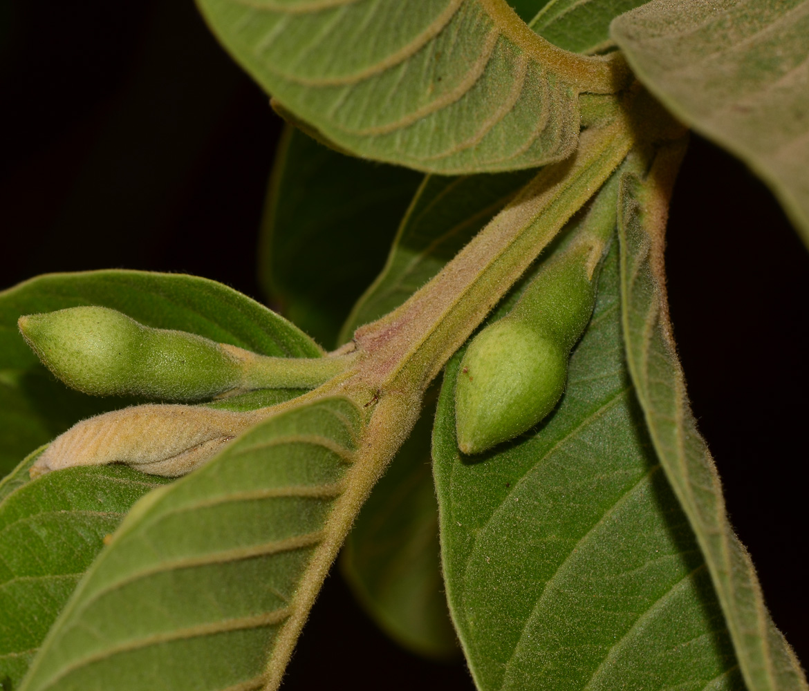 Image of Psidium guajava specimen.