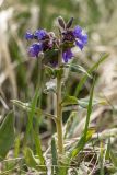 Pulmonaria mollis