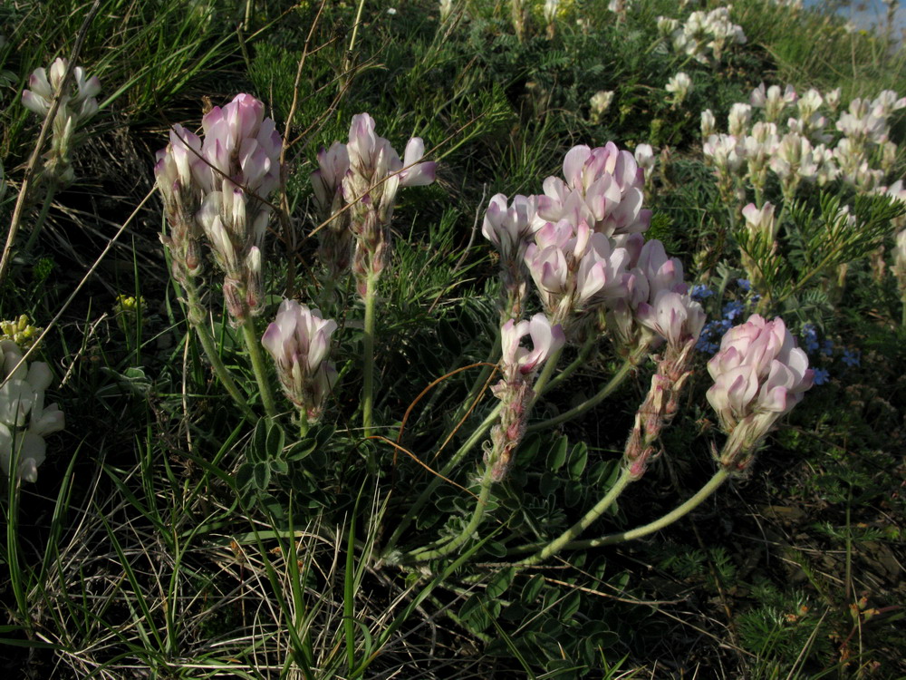 Image of Hedysarum turczaninovii specimen.
