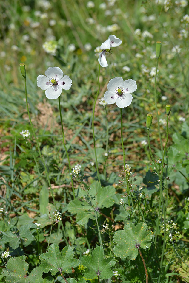 Image of Papaver albiflorum specimen.