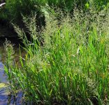 Glyceria maxima
