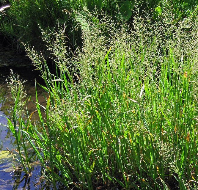 Image of Glyceria maxima specimen.