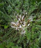 Astragalus dolichophyllus. Цветущее растение. Ростовская обл., Орловский р-н, окр. пос. Маныч, степь. 28.04.2014.