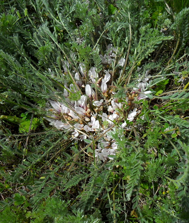 Изображение особи Astragalus dolichophyllus.