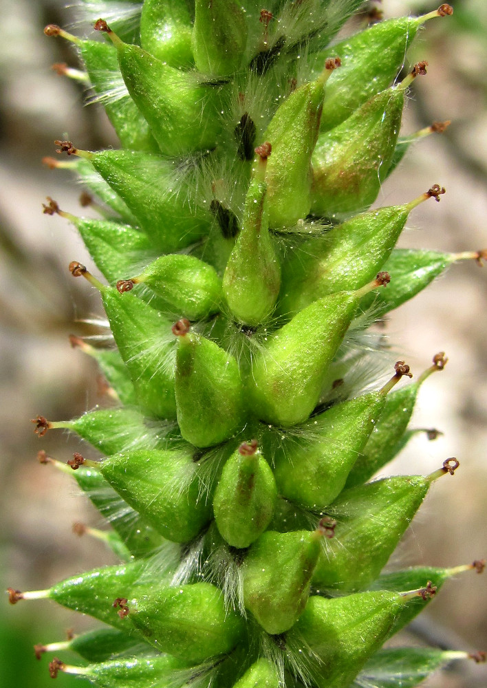 Изображение особи Salix recurvigemmata.