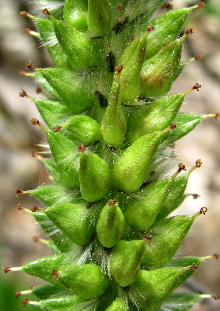 Image of Salix recurvigemmata specimen.