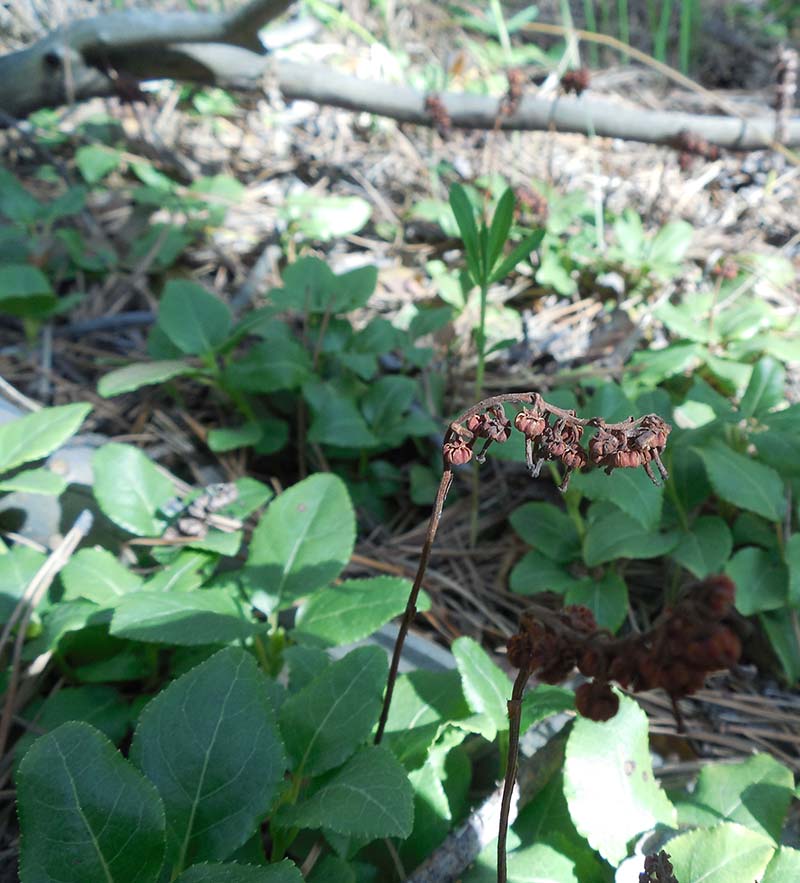 Изображение особи Orthilia secunda.