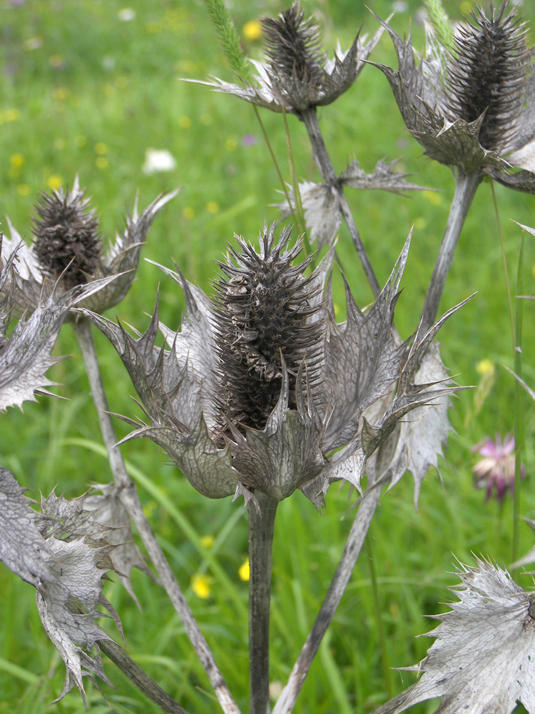 Изображение особи Eryngium giganteum.