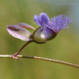 Polygala tenuifolia. Цветок. Приморский край, Уссурийский гор. округ, окр. с. Монакино, луг на вершине сопки. 29.06.2014.