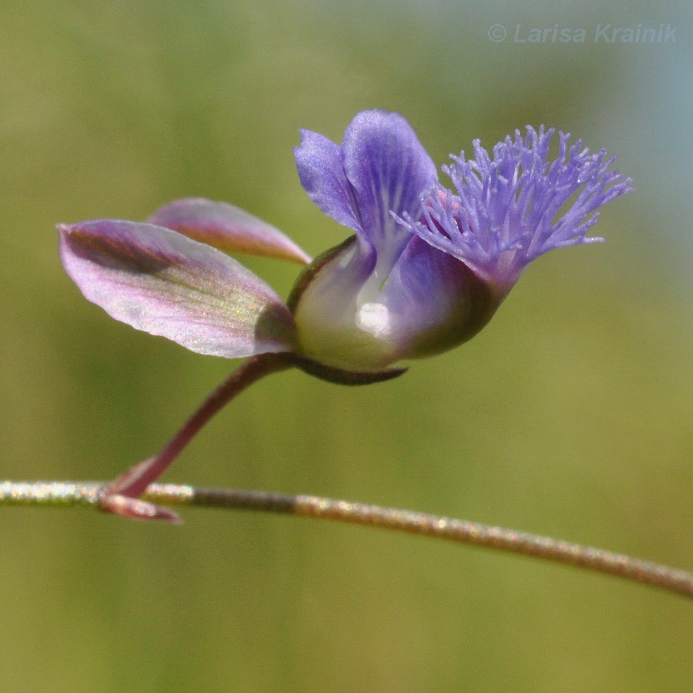Image of Polygala tenuifolia specimen.