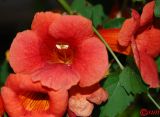Campsis radicans