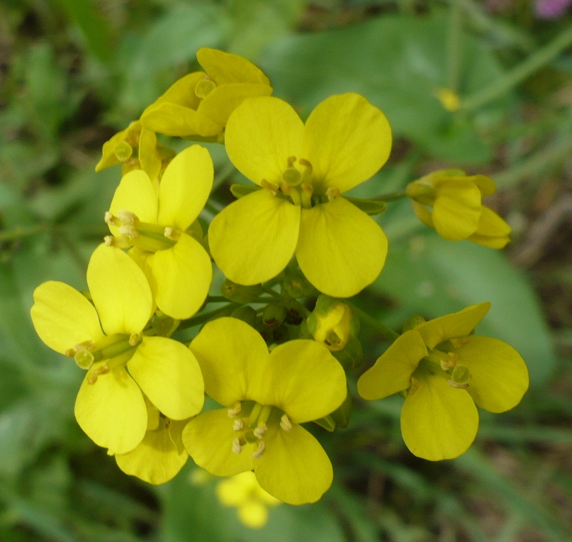 Изображение особи Brassica campestris.