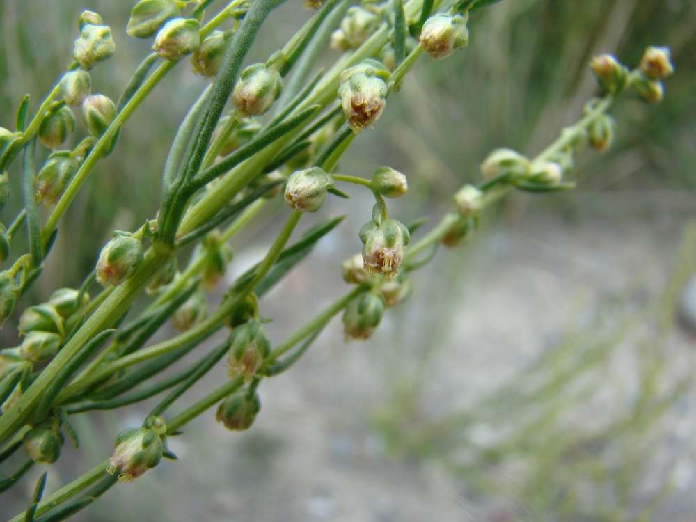 Image of Artemisia saposhnikovii specimen.