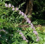 Buddleja alternifolia. Ветки и соцветия. Германия, г. Дюссельдорф, Ботанический сад университета. 03.06.2014.