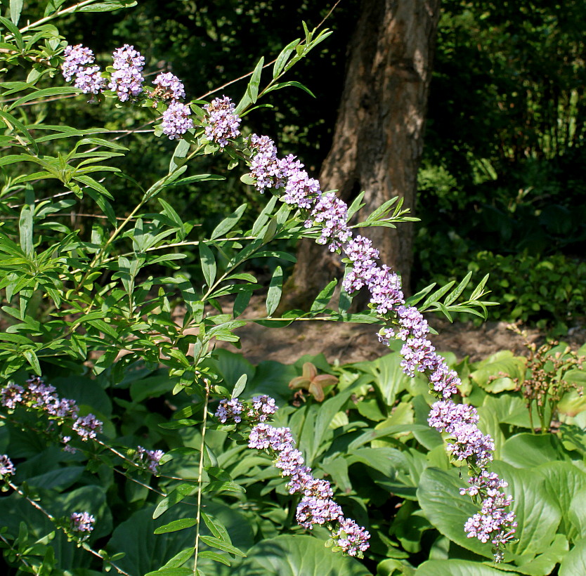 Image of Buddleja alternifolia specimen.