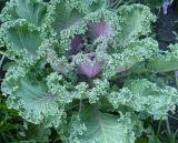 Brassica oleracea variety viridis