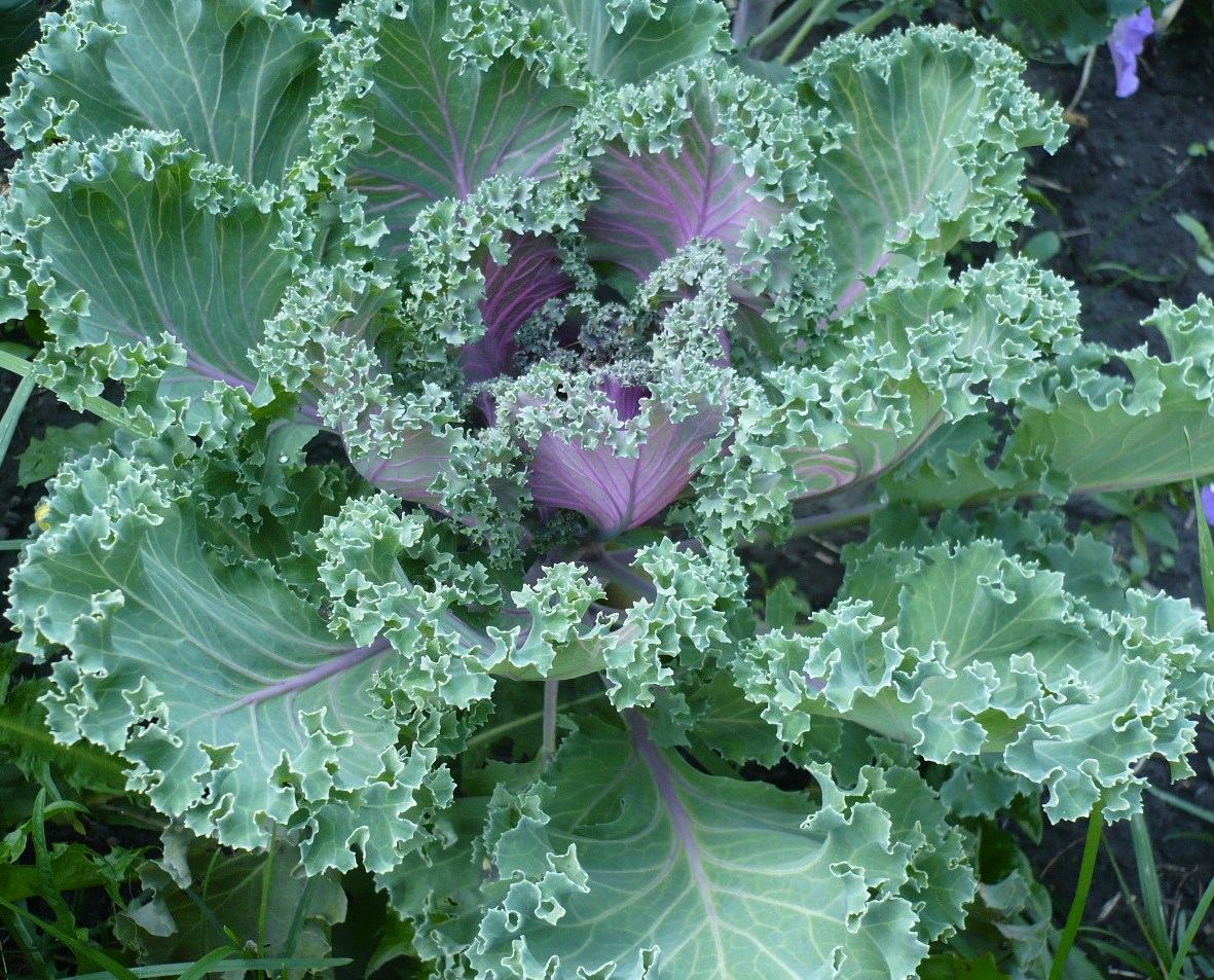 Изображение особи Brassica oleracea var. viridis.