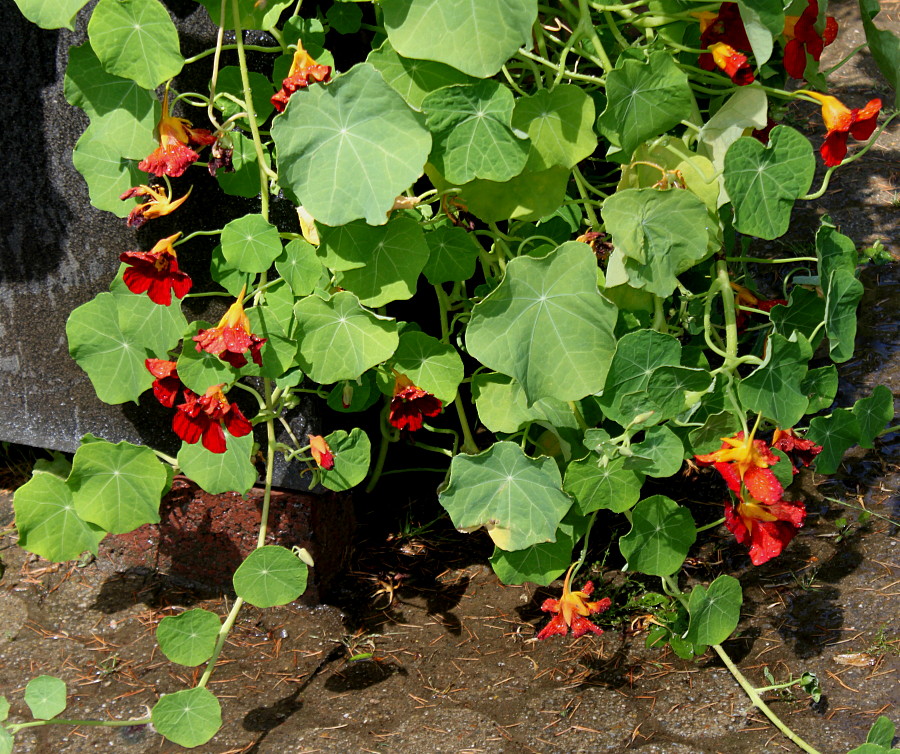 Изображение особи Tropaeolum majus.