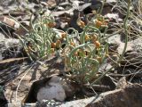 Ephedra dahurica