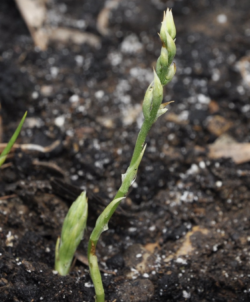 Image of Spiranthes spiralis specimen.