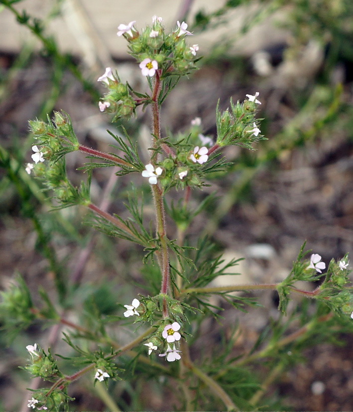 Image of Chamaerhodos erecta specimen.