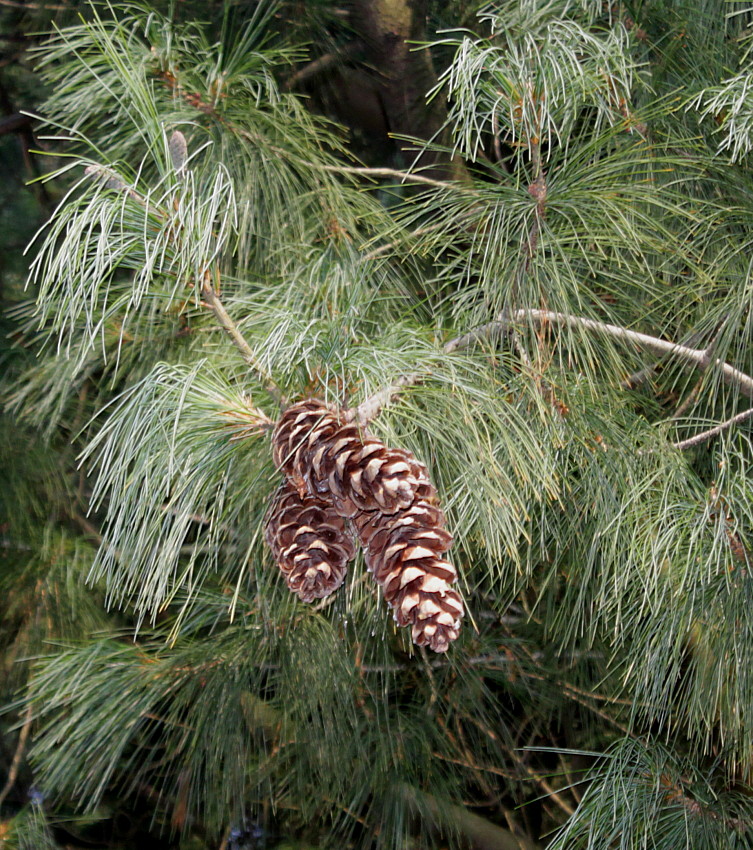 Изображение особи Pinus wallichiana.