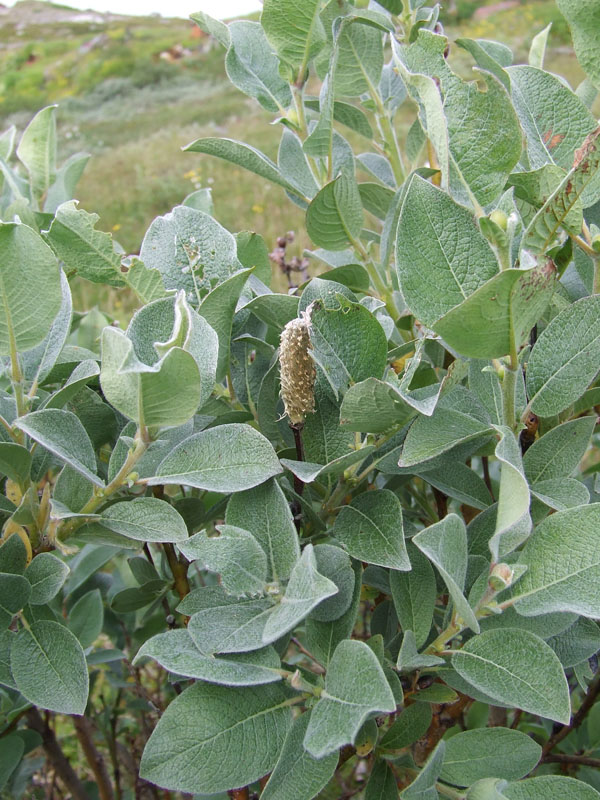 Image of Salix lanata specimen.