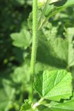 Malva thuringiaca